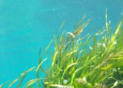 Los batidos de algas tienen un gran valor nutricional