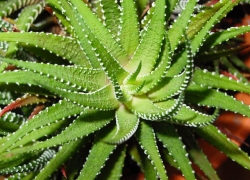 El Aloe Vera y Sus Propiedades Milagrosas