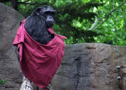 Los Chimpancés y Su Memoria
